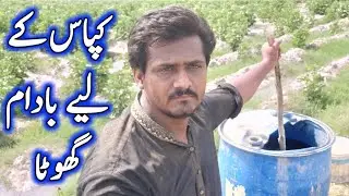 Aj Hum Na Kapas ki fasal k Liya banaya badam Gota