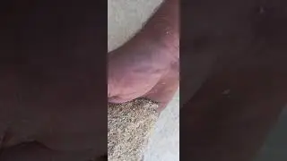 Сено-зерно дробилка в Сумскую обл. Юрию.
