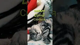 #учиманглийскиеслова #learnenglish #reelsenglish #shorts #short