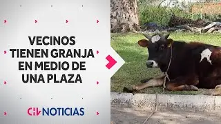Vecina de Estación Central tiene su propia granja de animales en una plaza