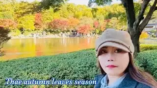 Sightseeing Autumn leaves || Nishi Tachikawa || JAPAN
