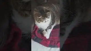 Mouse Snickers?