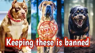 Top 10 Most Aggressive Dog Breeds!