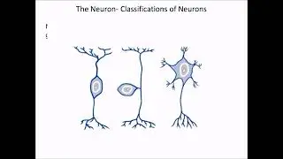 The Nervous System- The Neuron- Final- FALL 2023