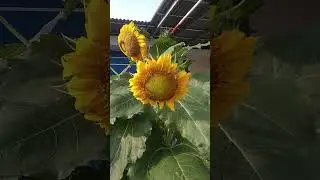 Bunga Matahari ( Helianthus Annuus ) #shorts #shortsvideo