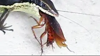 Ящерица ЕСТ ТАРАКАНА Lizard eating a cockroach