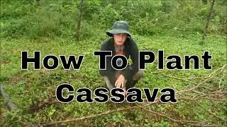 How To Plant Cassava (2018)