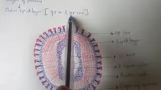 STRUCTURE AND MECHANISM OF HIV|| BY PHANINDRA GUPTHA