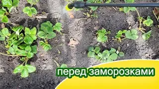Впереди похолодание, заморозки, обработка клубники сада чеснока