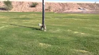 Dova's First Day at the Park: Run