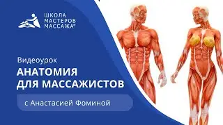 Anatomy for massage therapists | School of Massage Masters