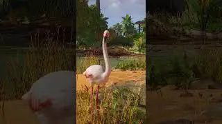 🦩 Flamingos Have Arrived at San Cabrillo Zoo! 