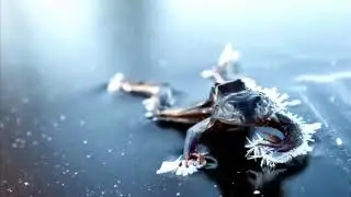 Buzda aniden donan Hayvanlar Şok Olacaksınız