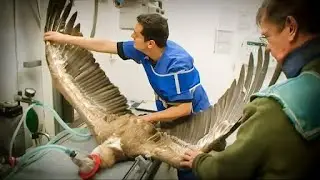 Animaux exotiques à la maison | Vétérinaires N.A.C en action