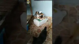 Kucing bergetar 🐈