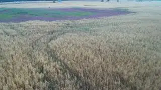 IMG 0005