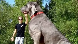 Biggest dog breeds in the world
