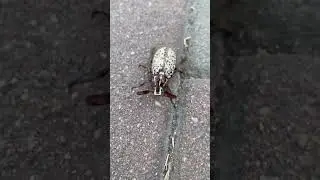 Хрущ мраморный Батуми