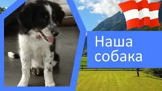 Пополнение в семействе | Наша собака