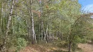 Берёзовая роща на горах в Кисловодске
