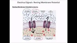 Chapter 8- 8.1-  The Nervous System  The Neuron and Membrane Potentials  FALL 2017