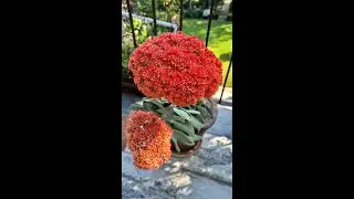 Crassula falcata common name aeroplane or propellor plant. Vermillion to scarlet flowering succulent