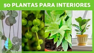 50 Hardy and Easy-Care Indoor Plants 🌵🌼 (Names and Care Instructions)