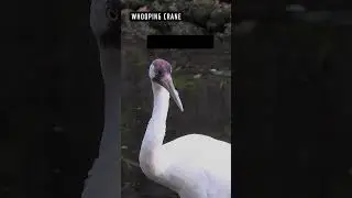 Migratory birds in Canada