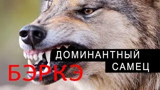 THE DOMINANT MALE WAS CAUGHT! THE WOLF'S WEIGHT REACHES UP TO 65 KG!