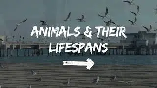 Animals & Their Lifespans