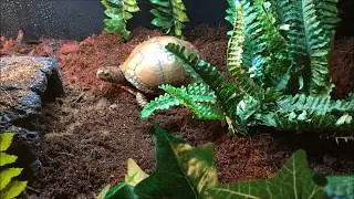 Upcycled Box Turtle Habitat