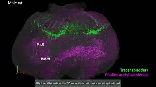 3D reconstruction of lower urinary tract afferents of the lumbosacral spinal cord using TissueMaker