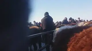 Скотский базар .