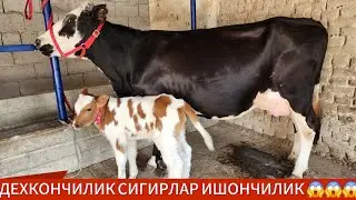 ХОЖАЛИК БОБ ЙАХШИ СИНАХТА СИГИРЛАР | 6-сент, 2024.