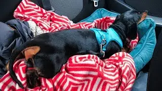 By car with a dog! Vyazma - Brest - Warsaw! Doxie Din - dachshund dog on travel!