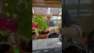 The Pyjama Gardeners 2024 Edition. Part 6. #arnecarlos #gardening #gardendesign