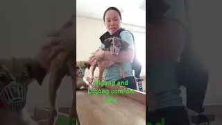 2go travel #petroom#doglover Ang aking mga baby nahihilo Sila kaya kalong ko sila