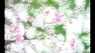 ФУТАЖ-ЦВЕТЫ И СОЛНЕЧНЫЕ ЗАЙЧИКИ-  ДЛЯ ВИДЕОМОНТАЖА
