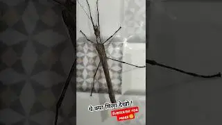 Scary Insects 