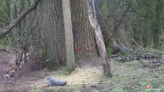 Greys & Pheasants