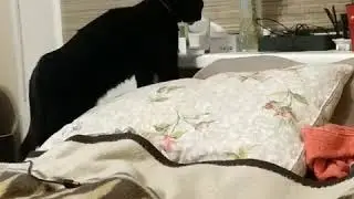 Кот алкаш