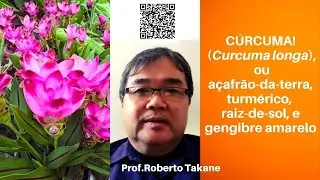 CÚRCUMA! (Curcuma longa), ouaçafrão-da-terra, turmérico, raiz-de-sol,  e gengibre amarelo.