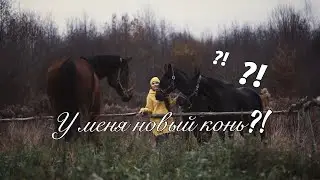 Мне подарили лошадь?! Будни на конюшне. Декабрь 2020.