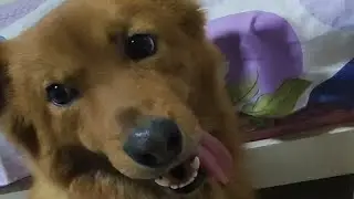 一只嘤嘤嘤求摸头的小狗