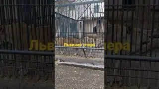 Рычание Льва . Лев рычит