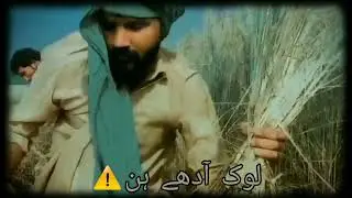dhan ki fasal ki katai in village kheet/sad sadi majbooriyan tu fayde status/Puchdin Log Dhole Da