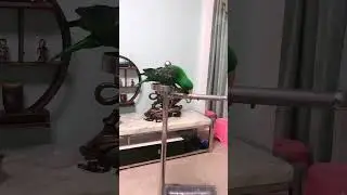 Parrot Talking - Smart And Funny Parrots Video | EP724