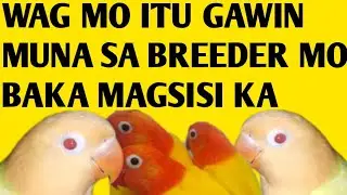 SA GANITO NASASAYANG MGA INAKAY