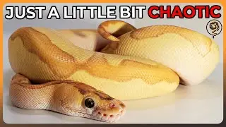 A Day in the Life of A Ball Python Breeder!