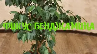 Фикус БЕНДЖАМИНА ✅ Пересаживаю Свой Любимый Фикус😊